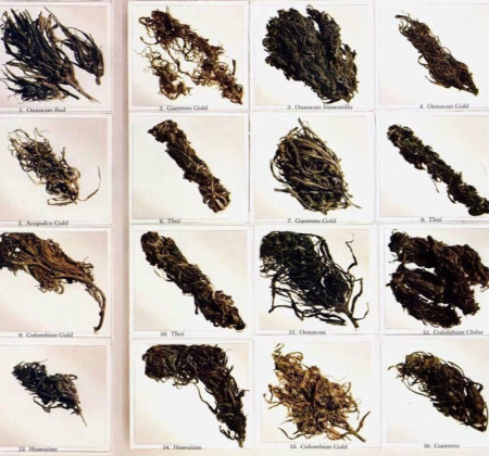 Weed Strains in 1977