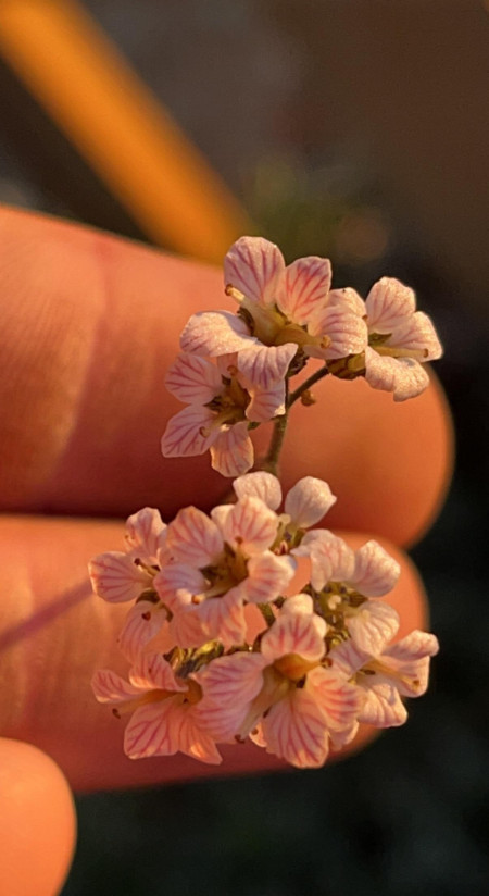 Jepsonia malvifolia