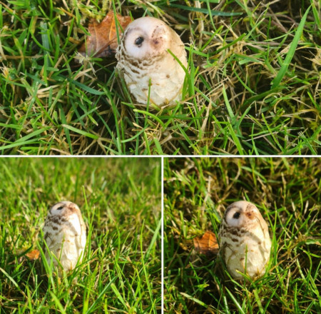 At first glance, this mushroom looks like a barn owl