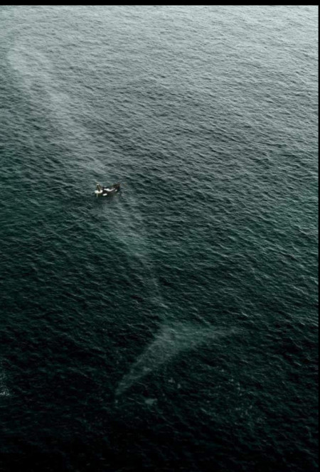 A whale v a small fishing boat! Astonishing!