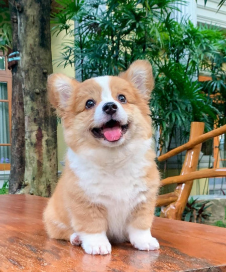 This gorgeous little pooch is a Pembroke Welsh Corgi, who goes by the name of Baby and she is most definitely living her best life 💘