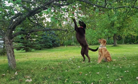 The pro Mishka teaching young Hades to pick apples