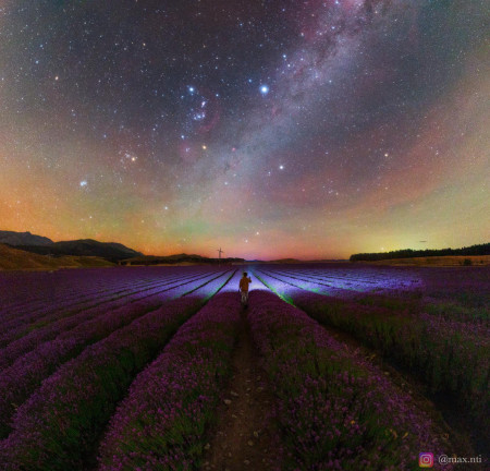 The Milky Way over a field of Lavender, New Zealand