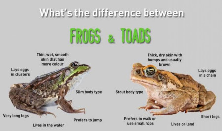 Frogs and Toads