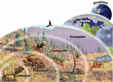 6 Levels of organization in Ecology