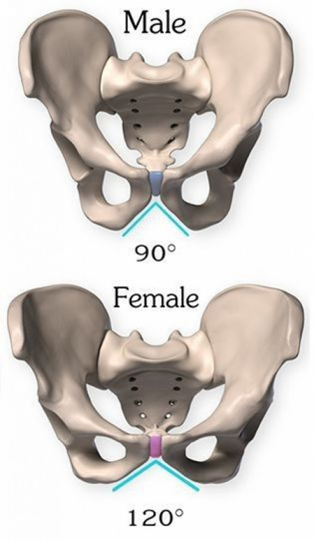 Pelvic bone - Male vs Female