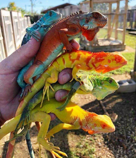 The color coordination of these iguanas