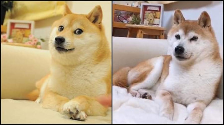 This is Kabosu, she&#039;s 15 years old and was the original face of the doge meme in 2013