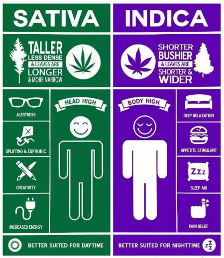 Since it’s becoming legal in some places, here’s a cool guide to Cannabis