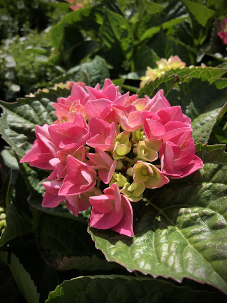 Pink and green hydrangeas. So beautiful and vibrant!