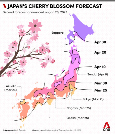 Japan&#039;s cherry blossom forecast