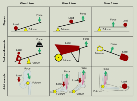 Different classes of levers