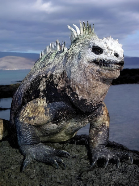 The Creature from the Black Lagoon (Galapagos Marine Iguana)