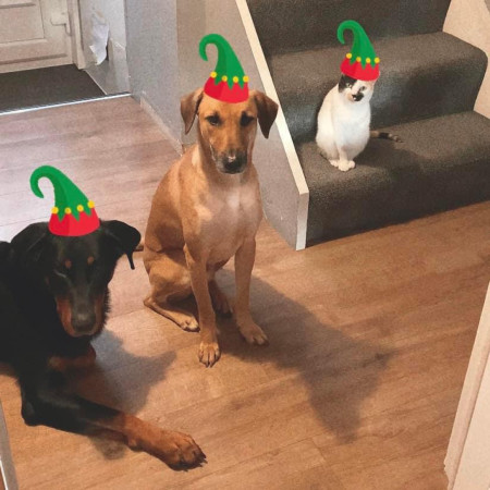 Merry Christmas from our Three Elves - Jensen (2), Eddie (4), and Wannie (6) all adopted and all loved unconditionally! ️