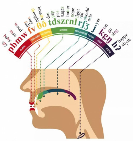 How Your Mouth Pronounces Words