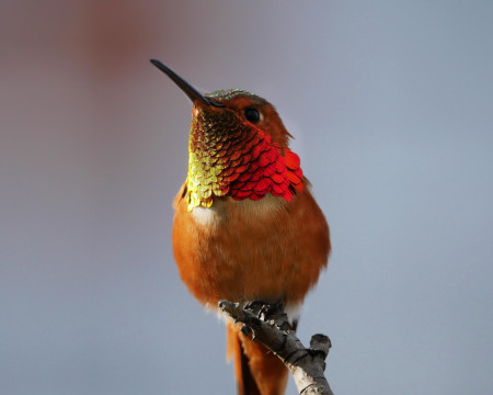 The color gradient of this hummingbird’s neck feathers I got a pic of