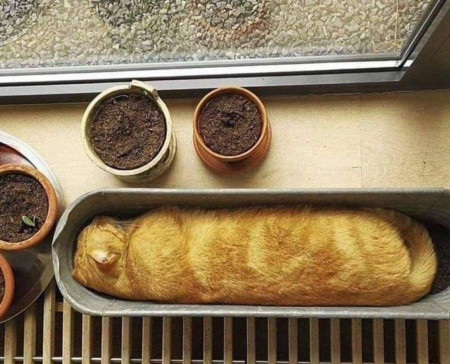 A pure bread cat