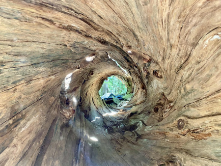 The inside of this hollow log