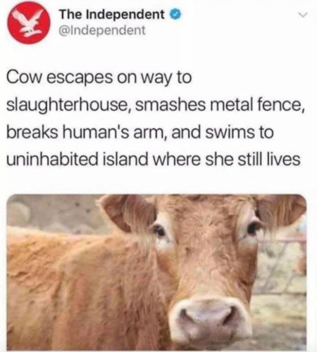 warrior cow