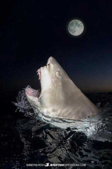 A tiger shark surfacing like its howling in the moonlight