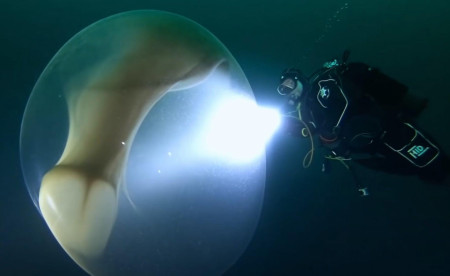 A trio of divers off the western coast of Norway had a close encounter with a squid&#039;s egg sac as big as an adult human