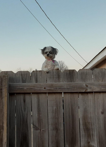 Somebody added a picture of their neighbour&#039;s dog. Absolutely terrifying