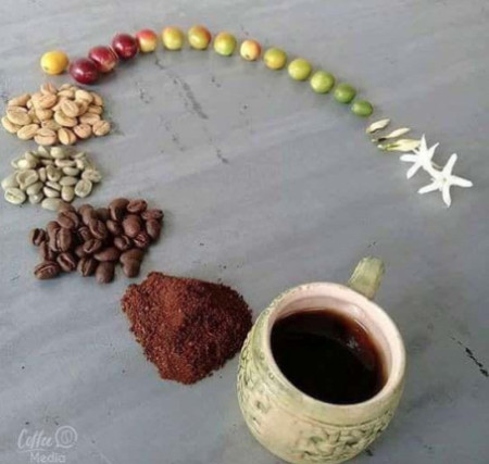 Life Cycle of Coffee