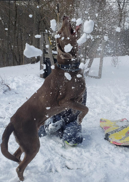 He loves to bite at and eat snowballs thrown at him