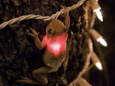 Frog confuses Christmas light with firefly and illuminates himself from inside