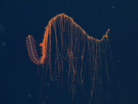 Absurd Creature of the Week: The 100-Foot Sea Critter That Deploys a Net of Death