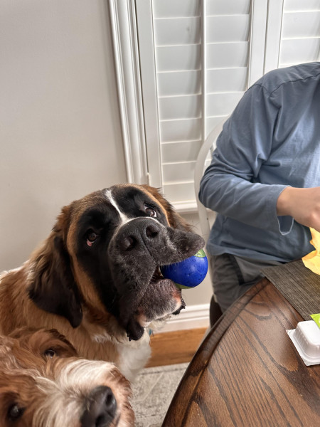 The way she holds her toys in her mouth