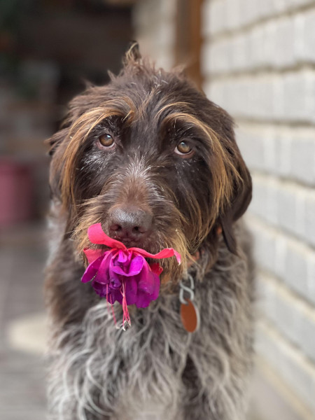 Maddie finds and carries a comfort flower whenever the fireworks get to be too much