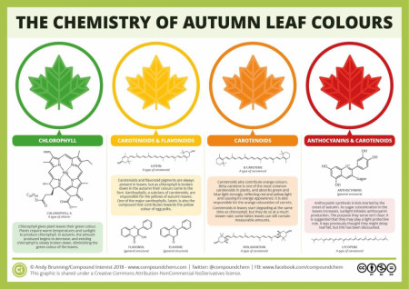 The chemistry of autumn/fall leaf colors