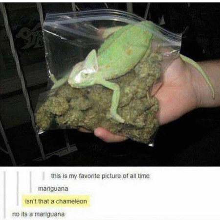 Mariguana, the dealer of goods