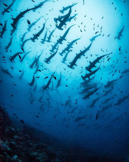 School of hammerhead sharks swimming overhead