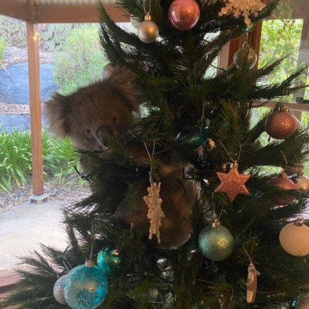 A koala broke into an Australian family&#039;s home and was found on their Christmas tree