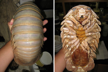 Absolute Unit of an Isopod Demonstrating Deep-Sea Gigantism