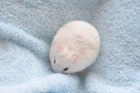 This hamster shaped like a near-perfect egg