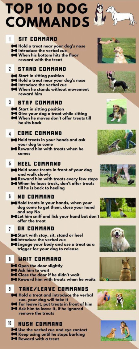 Top Ten Dog Commands 🐩