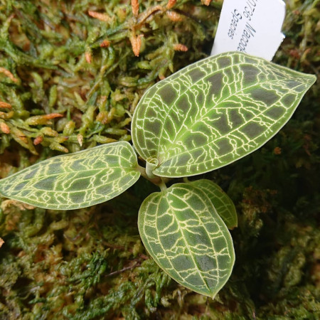 patterns on these leaves look like its glowing