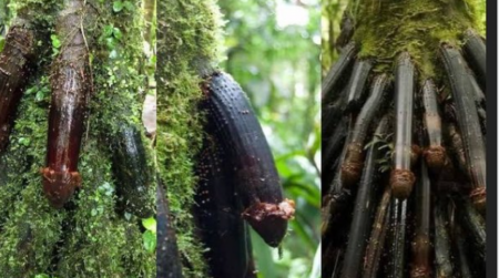 this is a type of tree called huacrapona palm tree