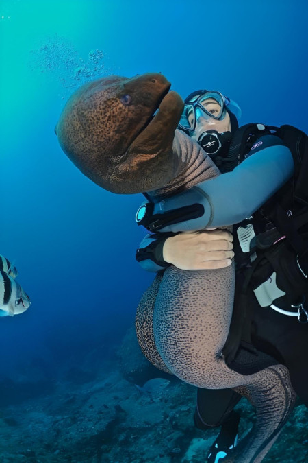 When the eel wants caressing, that&#039;s a Moray