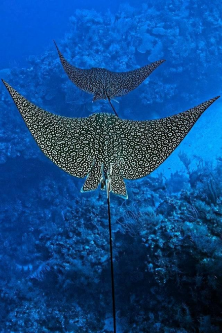 Natures awesome beauty shows in this pair of spotted eagle rays