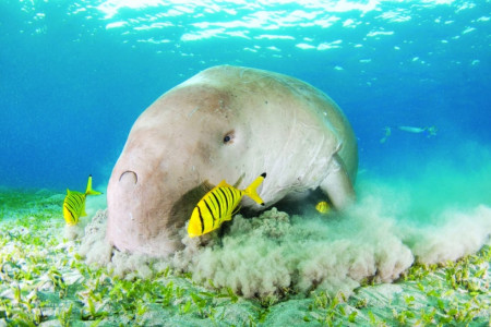 dugongs