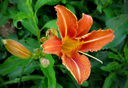 Lily Flower