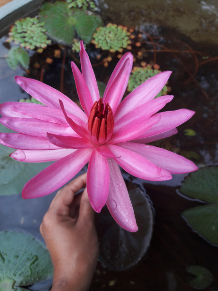 Nelumbo nucifera