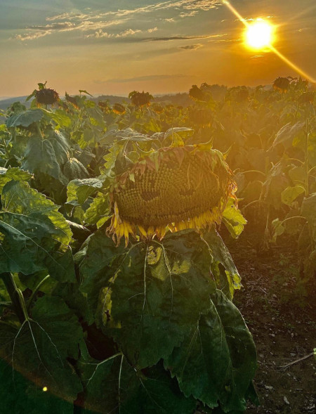 This sunflower