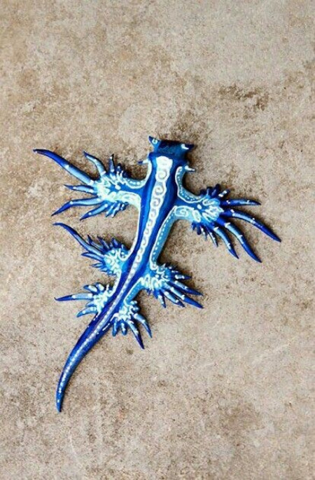 blue Sea slug