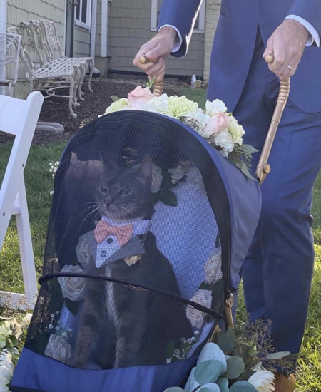 Mr. Cat Gato; one of the biggest crime bosses as seen at his niece’s wedding south of the border today 🐈 😍