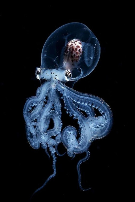 A rare octopus with a completely transparent head